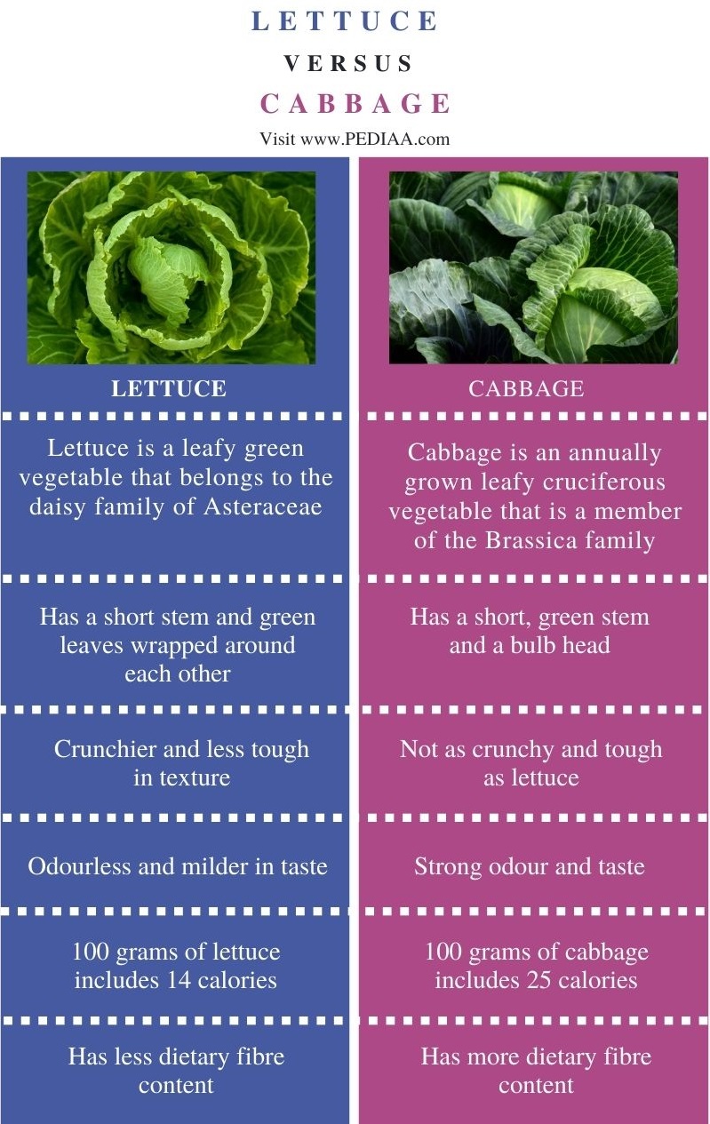 What is the Difference Between Lettuce and Cabbage