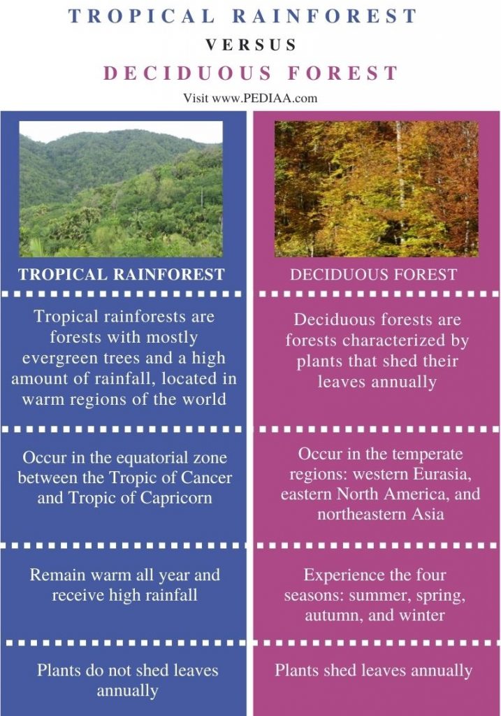 Difference Between The Temperate Forest Rainforest Sciencing My XXX