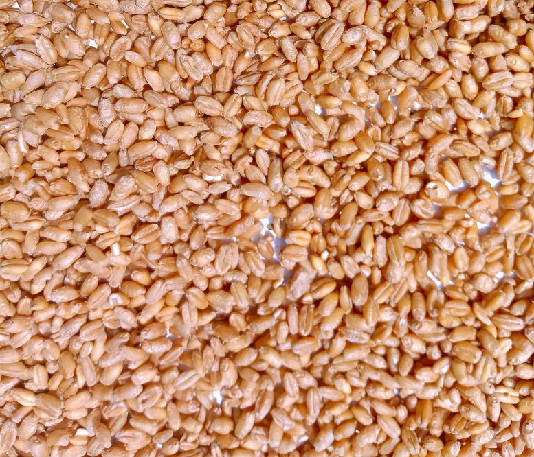 Compare Pearl and Hulled Barley