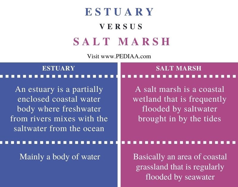 Difference Between Estuary and Salt Marsh - Comparison Summary