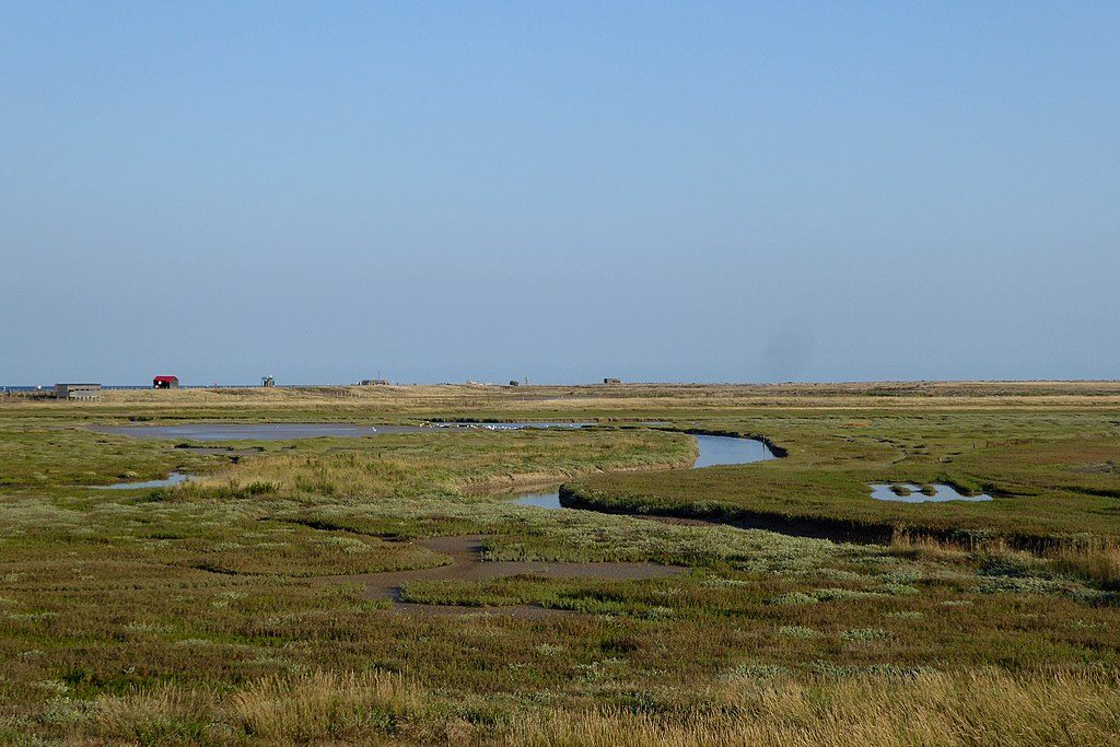 Estuary vs Salt Marsh