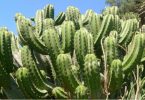 Cactus vs Euphorbia
