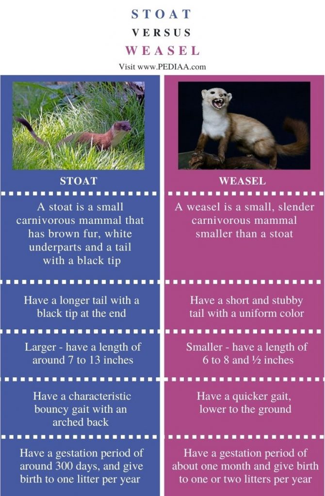 Difference Between Stoat and Weasel - Comparison Summary