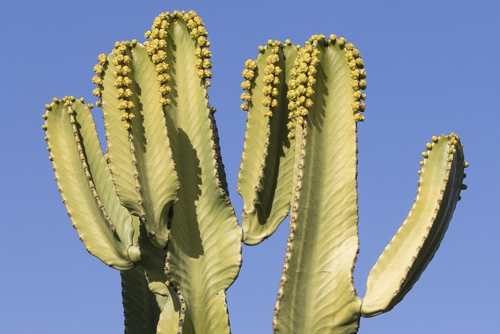 Compare Cactus and Euphorbia