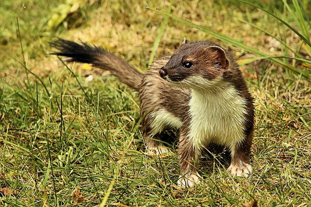 Stoat and Weasel - What is the difference?