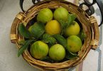 Compare Bergamot and Kaffir Lime - What's the difference?