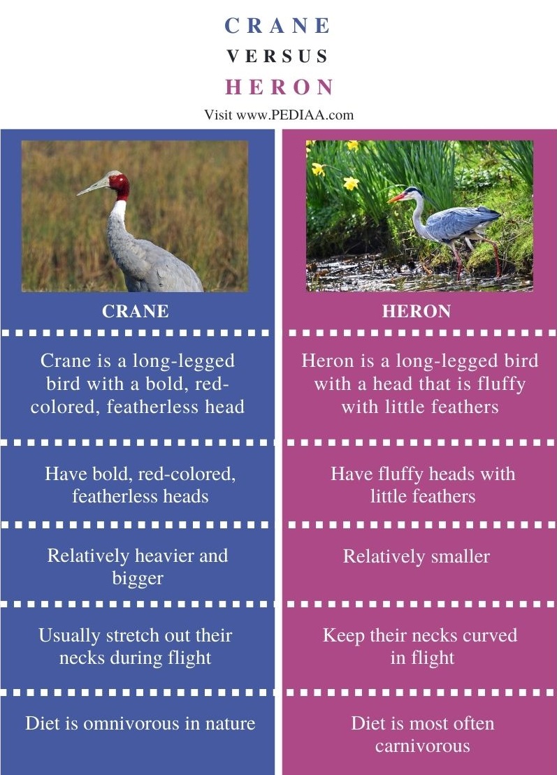 What is the Difference Between Crane and Heron - Pediaa.Com