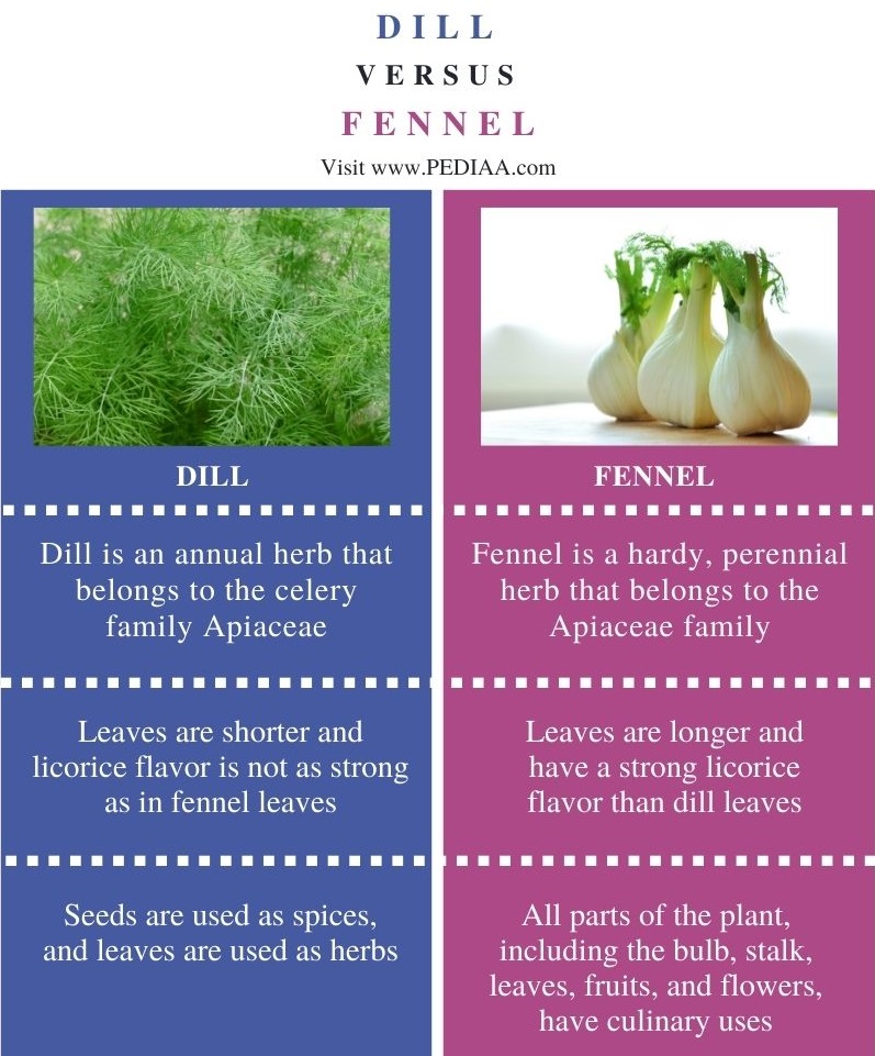 Difference Between Dill and Fennel - Comparison Summary