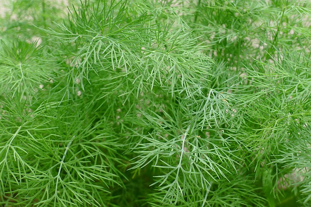 Compare Dill and Fennel - What's the difference?