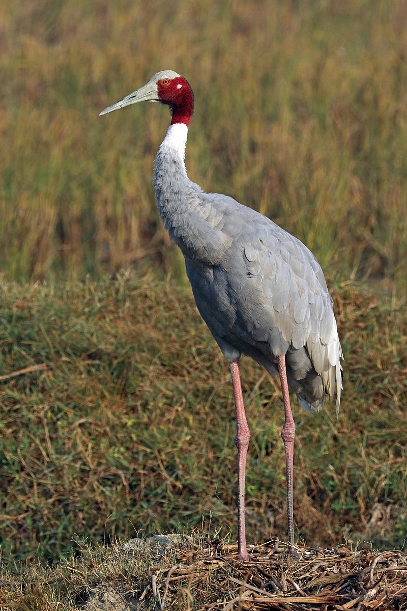 What is the Difference Between Crane and Heron - Pediaa.Com