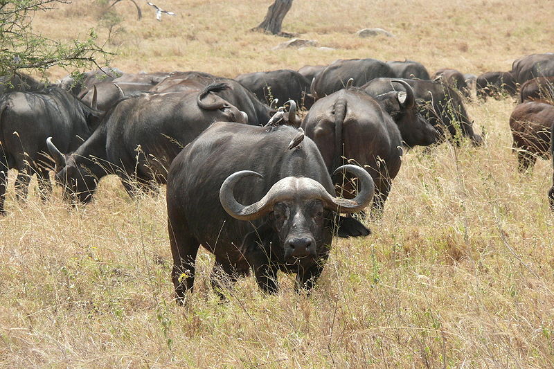 Bull vs Buffalo