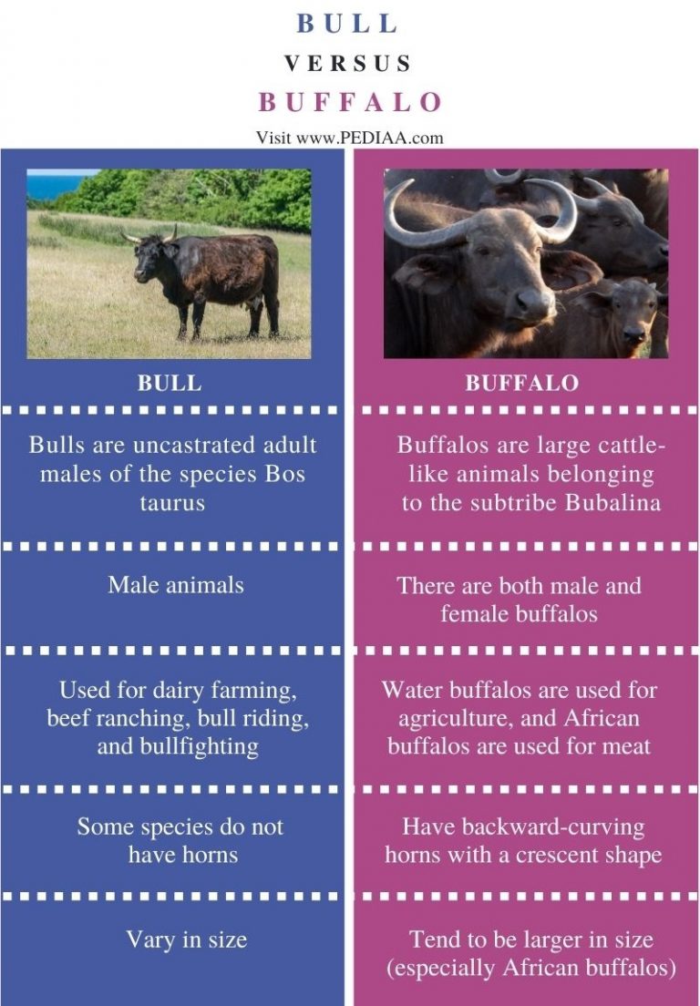 what-is-the-difference-between-bull-and-buffalo-pediaa-com