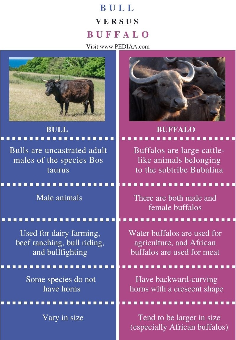 Difference Between Bull and Buffalo - Comparison Summary