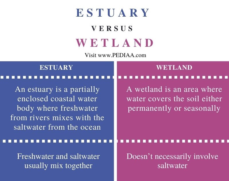 Difference Between Estuary and Wetland - Comparison Summary