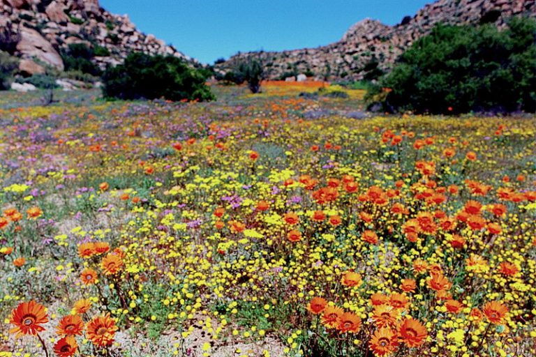 What is the Difference Between Spring and Autumn Season - Pediaa.Com