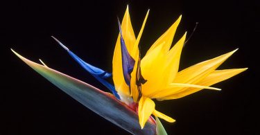 Compare Heliconia and Bird of Paradise - What's the difference?
