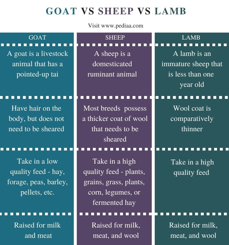Difference Between Goat Sheep and Lamb - Comparison Summary