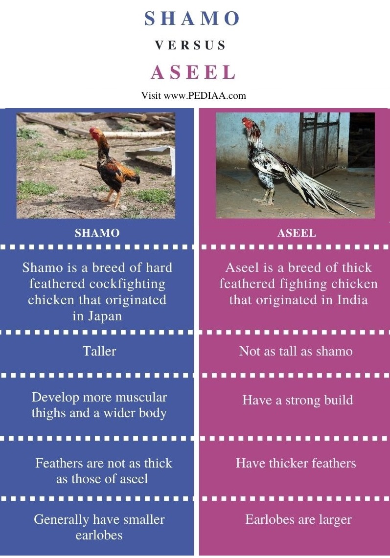 Difference Between Shamo and Aseel - Comparison Summary