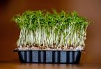 Compare Garden Cress and Watercress - What's the difference?