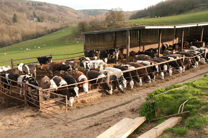 your-thoughts-on-animal-husbandry-wisconsin-farm-bureau-federation