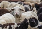 Compare Goat Sheep and Lamb - What's the difference?