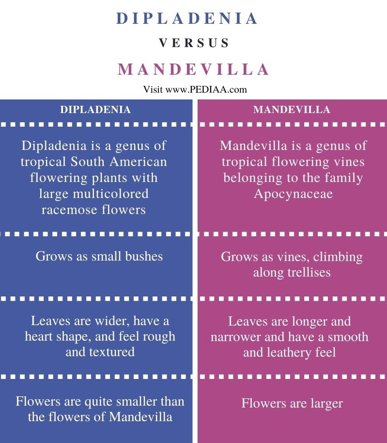 Difference Between Dipladenia and Mandevilla - Comparison Summary