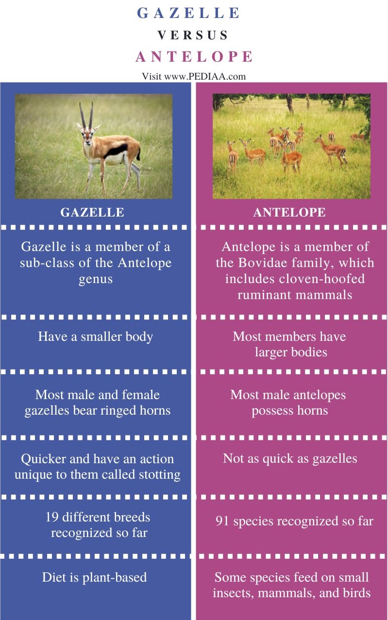 Difference Between Gazelle and Antelope - Comparison Summary