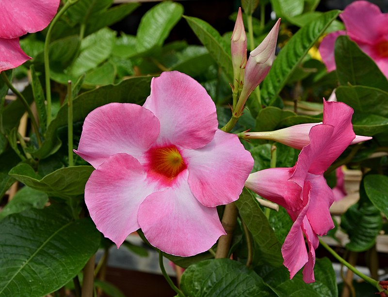 Compare Dipladenia and Mandevilla - What's the difference?