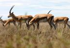 Gazelle vs Antelope