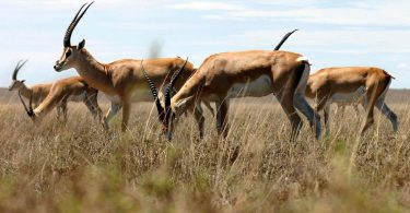 Gazelle vs Antelope