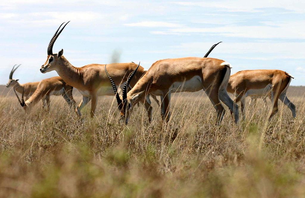 Gazelle vs Antelope