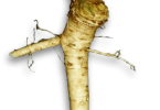 Horseradish vs Wasabi