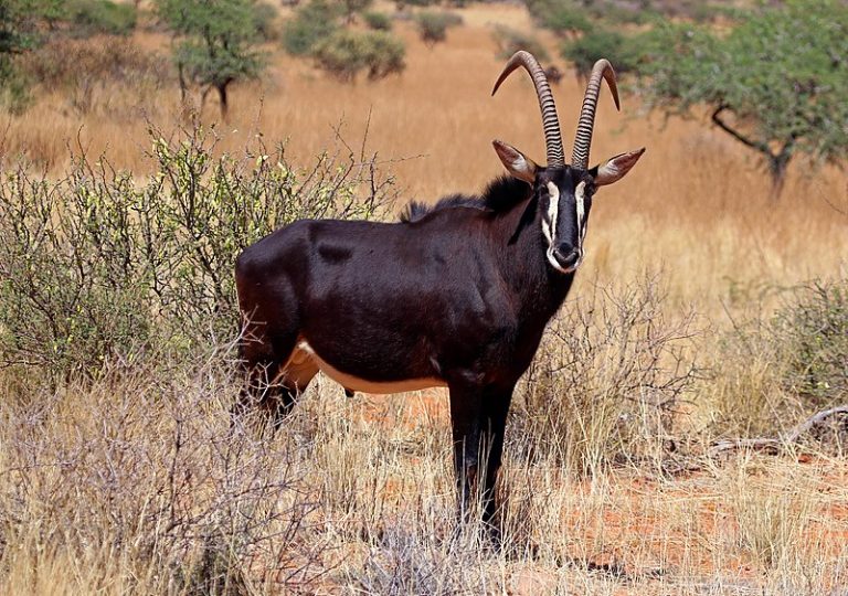 What is the Difference Between Gazelle and Antelope