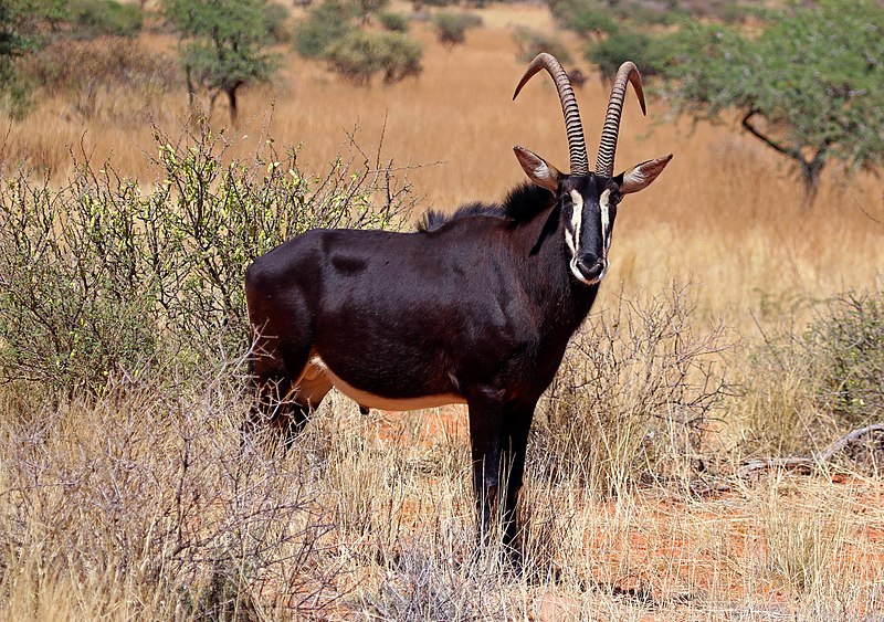 Compare Gazelle and Antelope - What's the difference?