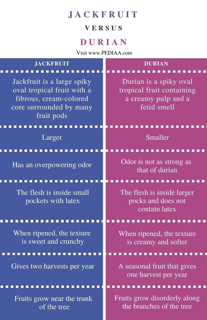 Difference Between Jackfruit and Durian - Comparison Summary