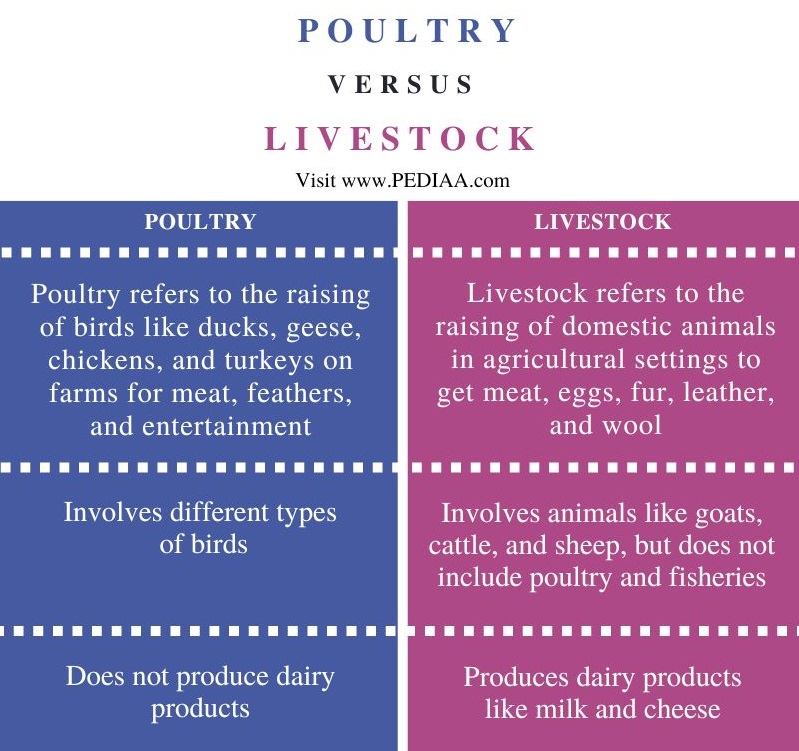 Difference Between Poultry and Livestock - Comparison Summary