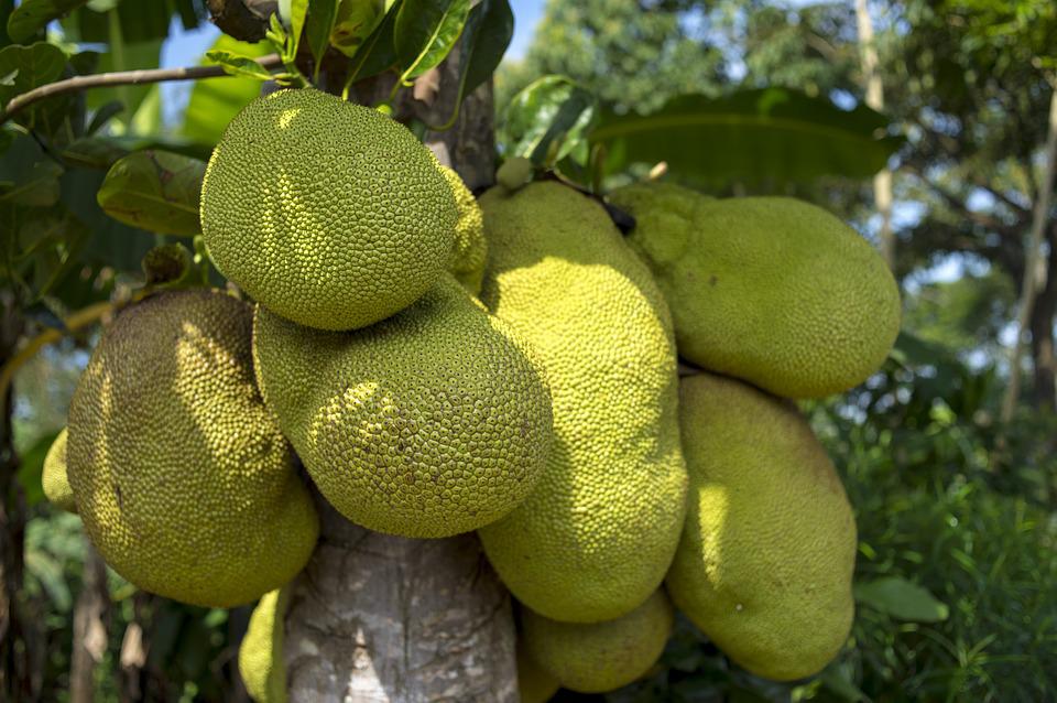 Difference Between Jackfruit and Durian