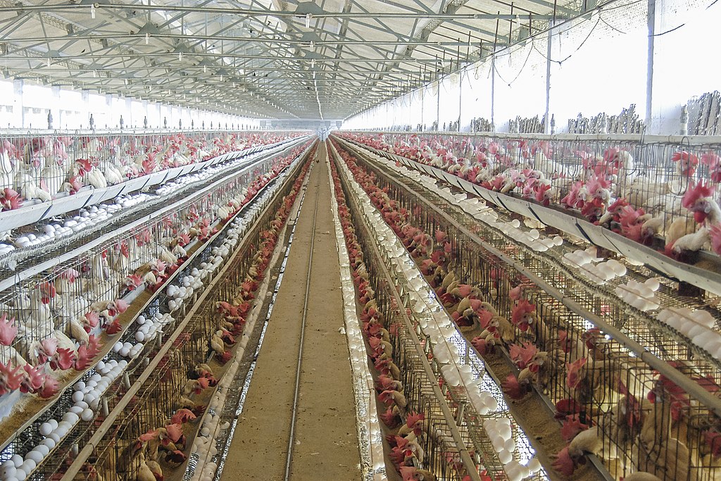 Compare Poultry and Livestock - What's the difference?