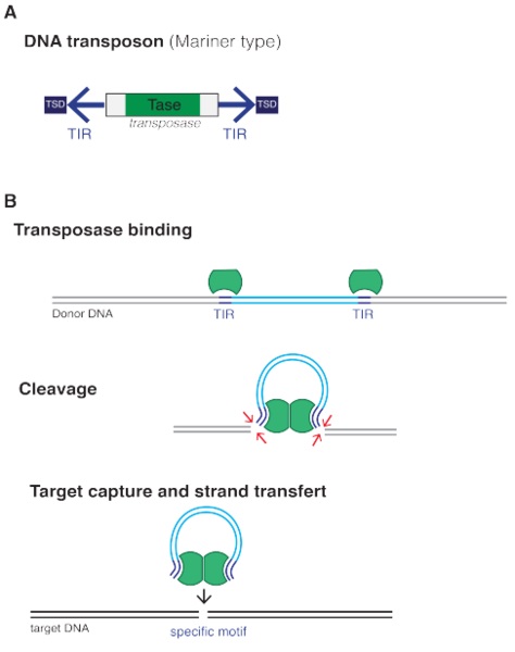 Compare Transposon and Retrotransposon - What's the difference?