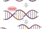 Compare Restriction Enzyme and Restriction Endonuclease - What's the difference?