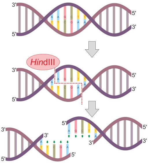 Compare Restriction Enzyme and Restriction Endonuclease - What's the difference?