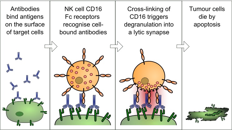 Cytotoxic T Cells vs Natural Killer Cells