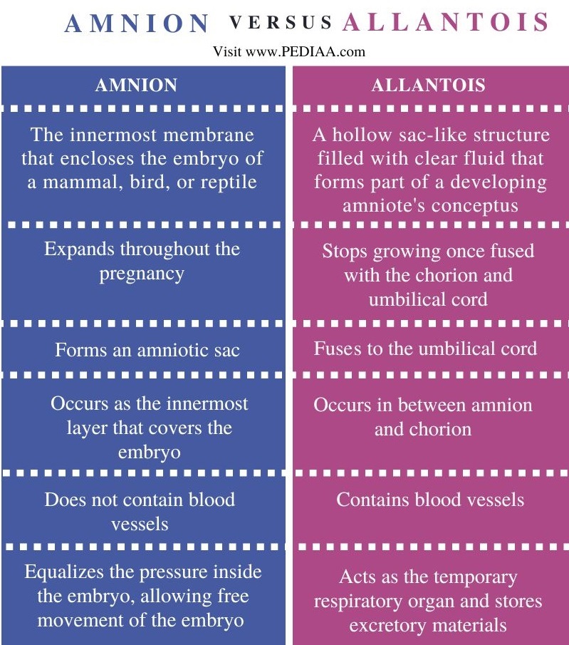 Difference Between Amnion and Allantois -Comparison Summary