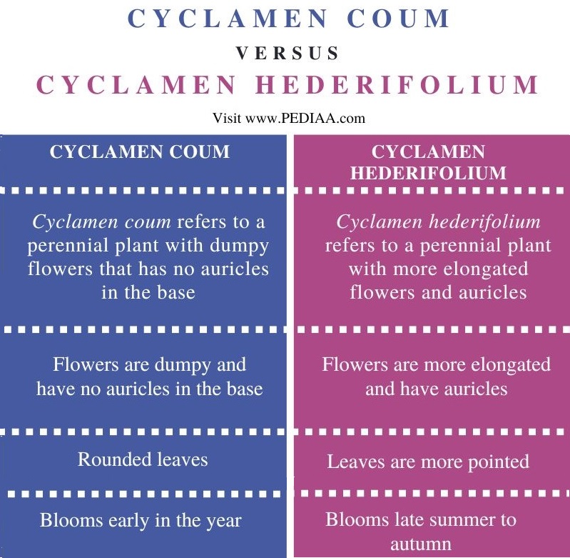 Difference-Between-Cyclamen-Coum-and-Hederifolium-Comparison-Summary