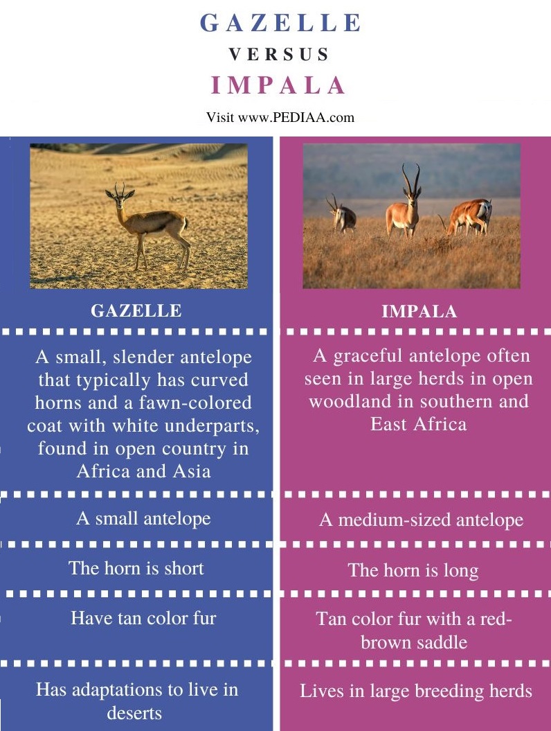 Gazelle vs Impala - Comparison Summary