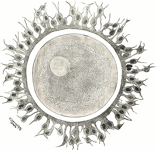 Sperm vs Ovum