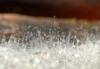 Mucor vs Aspergillus