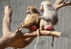 Compare Primates and Humans - What's the difference?Primates and Humans