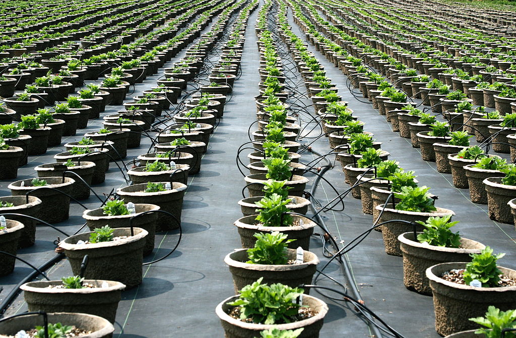 Greenhouse Vs Plant Nursery