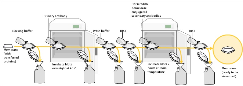 Immunoprecipitation vs Western Blot
